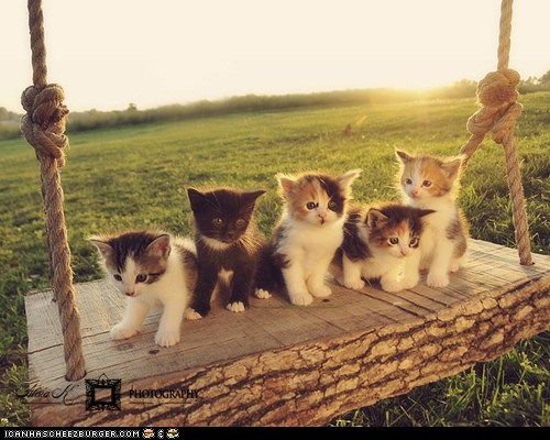 Cyoot Kittehs of teh Day: Swingers