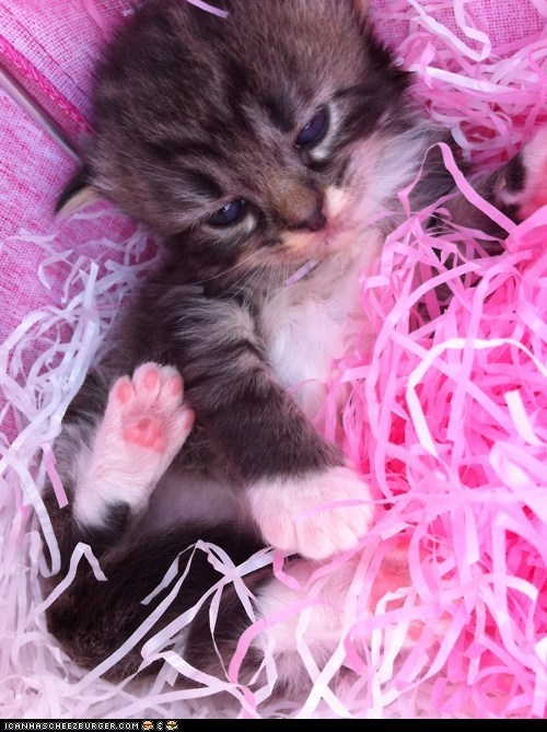 Cyoot Kitteh of teh Day: Pink's My Favorite Color!