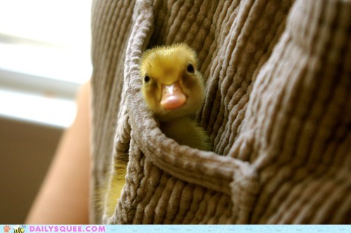 Daily Squee: Peepsqueak