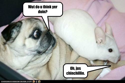 Chinchilla, Bro