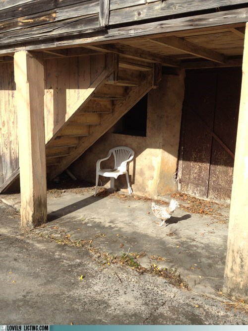 Chairturday: Chicken Visitor