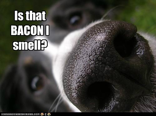 Is that BACON I smell?