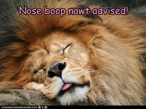 Never Boop a Sleeping Lion