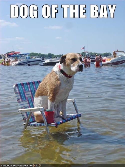Every Dog Has its Bay