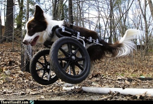 There I Fixed It: The Doggie Wheelie Deluxe