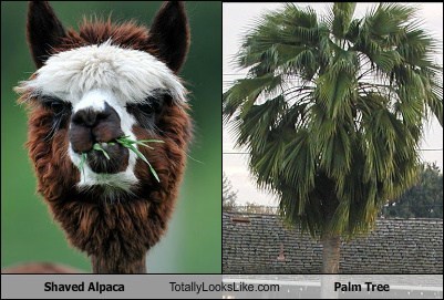 Shaved Alpaca Totally Looks Like Palm Tree