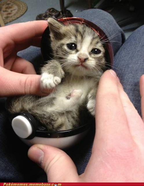I Choose You Kittehchu!