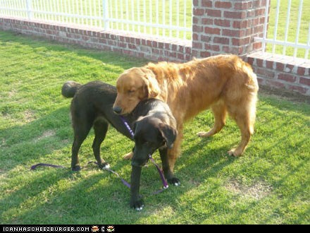 Around the Interwebs: Blind Dog and Her Guide Find – and Save – Each Other