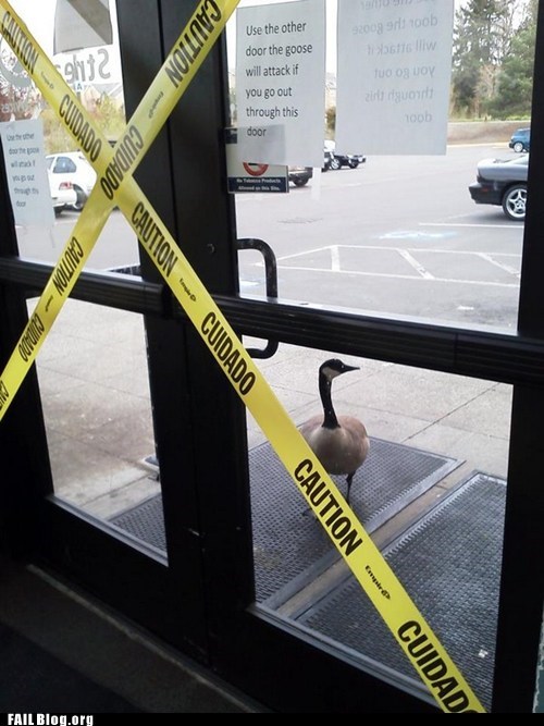 Goose Attack FAIL