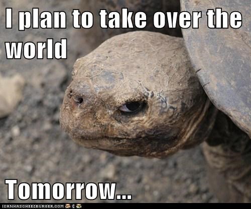 Animal Memes: Insanity Tortoise - You Know, When I Can Get Around to It