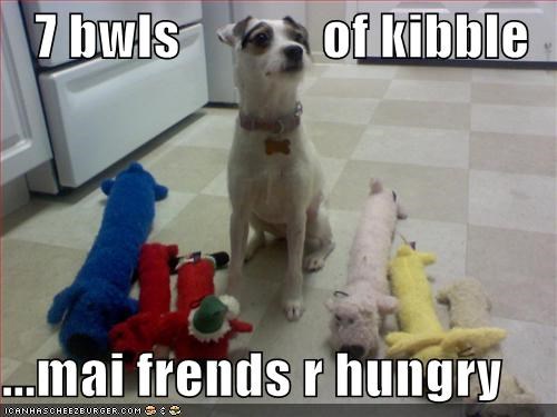 7 bwls             of kibble  ...mai frends r hungry