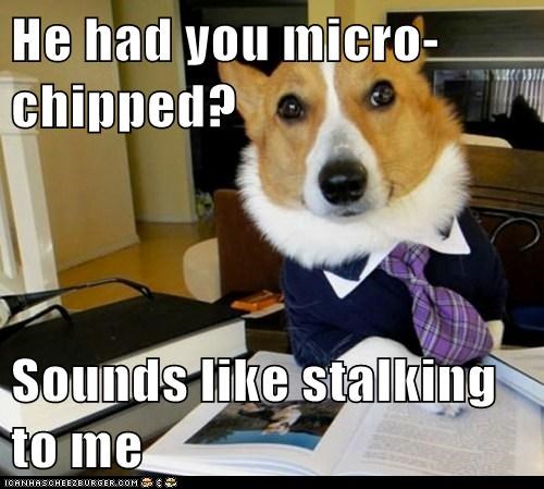 Animal Memes: Lawyer Dog - We Can Get a Restraining Order