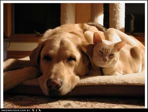 Kittehs R Owr Friends: Nap Time