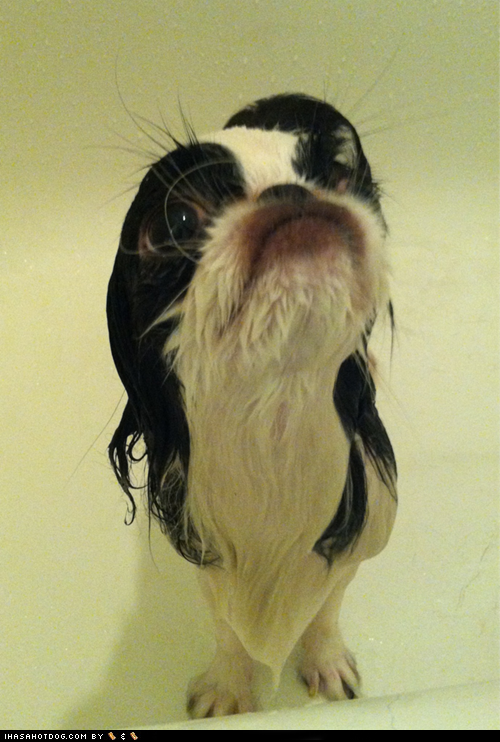 Goggie ob teh Week: Bath Time