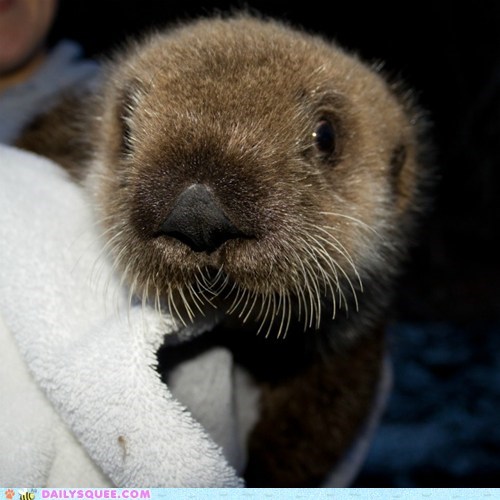 Daily Squee: Whiskerific 