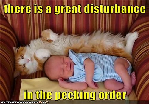 there is a great disturbance  in the pecking order