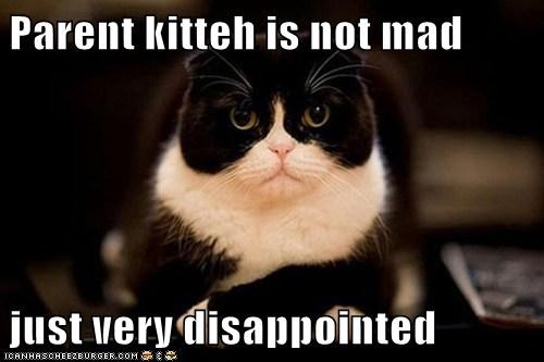 Parent kitteh is not mad 