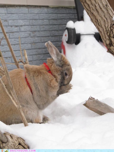 Reader Squees: Rambo in the Snow