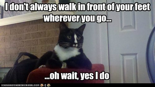 Sheldon, the most interesting cat in the world