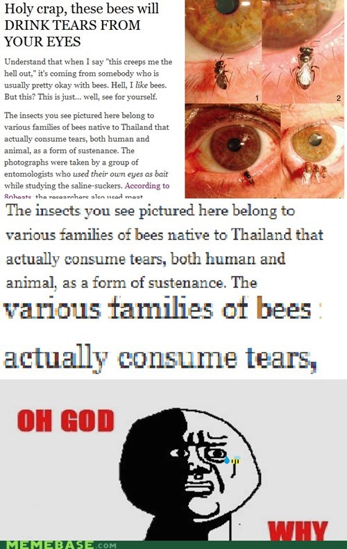 Don't Bee Sad