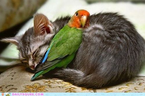 Daily Squee: Interspecies Love - Snuggly Kitty Bed