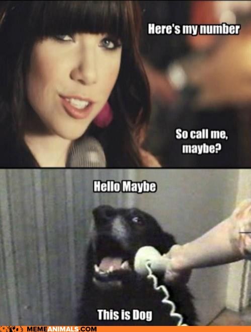 Animal Memes: Hello Maybe