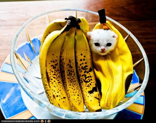 Cyoot Kitteh of teh Day: Banana Baby