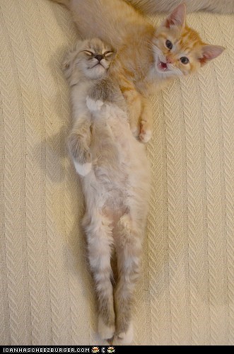 Cyoot Kittehs of teh Day: Ai... Ai Finkz Ai Killed Himz?
