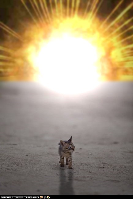 Cyoot Kitteh of teh Day: Cool Cats Don't Look at Explosions