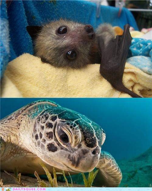 Squee Spree: Bats vs. Sea Turtles