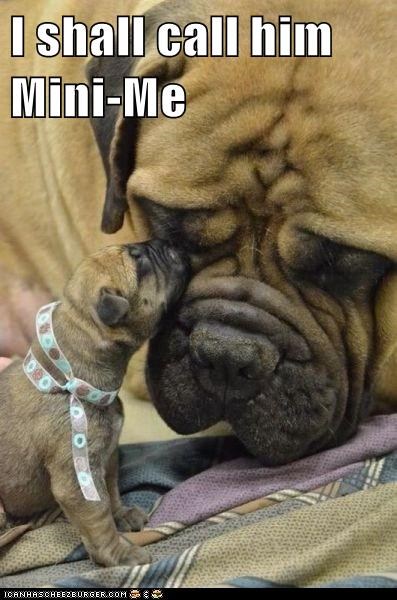 I Has A Hotdog: Teeny-weeny Mini-me