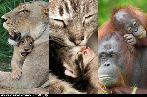 15 Baby Animals With Their Mommies