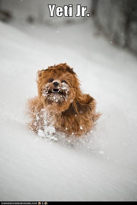 Yeti in training