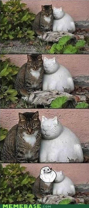 Cats Get Lonely Too