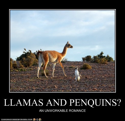 LLAMAS AND PENQUINS?