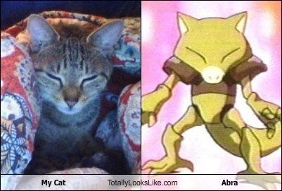My Cat Totally Looks Like Abra (Pokemon)