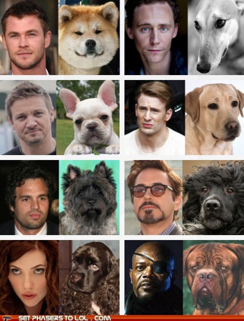 Set Phasers to LOL: Dogvengers, Assemble!