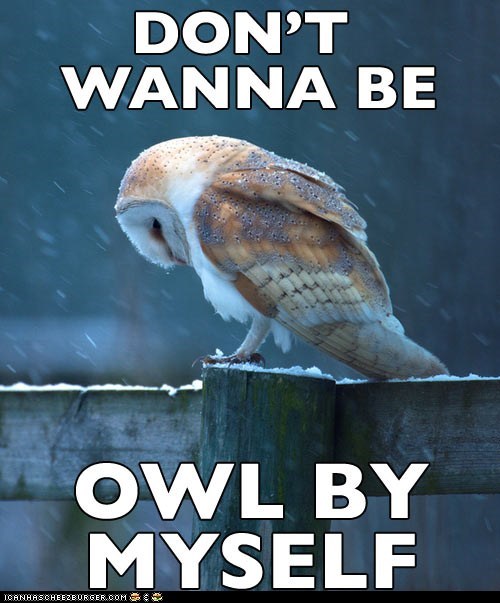 Animal Capshunz: Forever Owlone