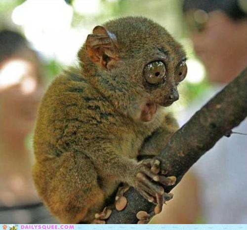 Creepicute: Tarsier is Shocked!