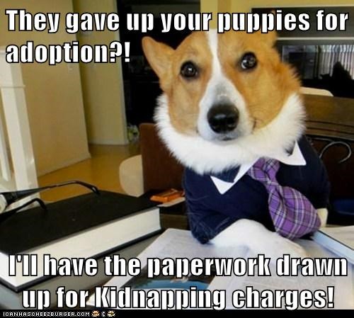 Animal Memes: Lawyer Dog - Meantime, Put Their Pictures on Kibble Cartons