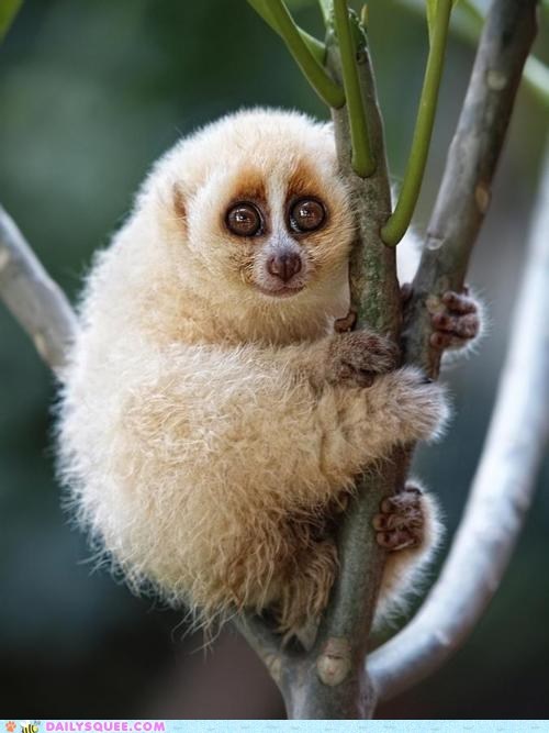 Daily Squee: Squee Spree - Fluffy Loris Climber