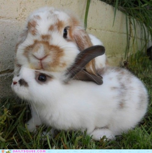 Bunny Stack