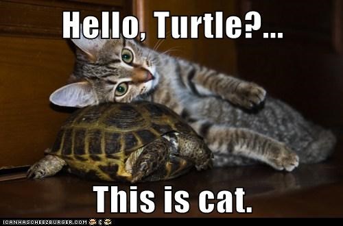 Hello, Turtle?