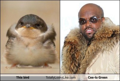 This Bird Totally Looks Like Cee-lo Green
