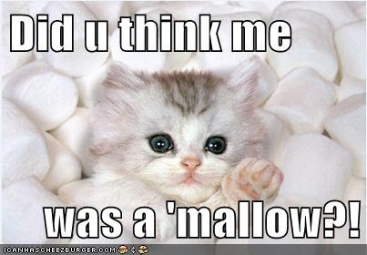 Lolcats: Did u think me 