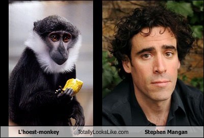 L'hoest-monkey Totally Looks Like Stephen Mangan