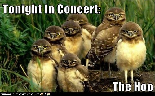 Tonight In Concert:  The Hoo