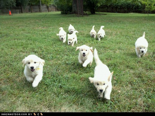 Cyoot Puppy ob teh Day: Here they come!!!