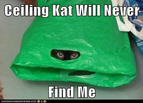 Ceiling Kat Will Never  Find Me