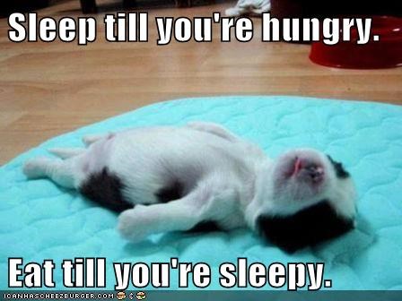 I Has A Hotdog: Puppy Life Philosophy 